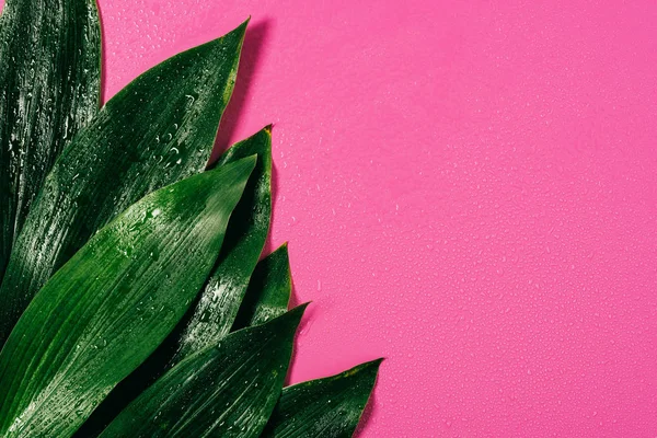 Vue de dessus des gouttes d'eau sur feuillage vert sur fond rose — Photo de stock