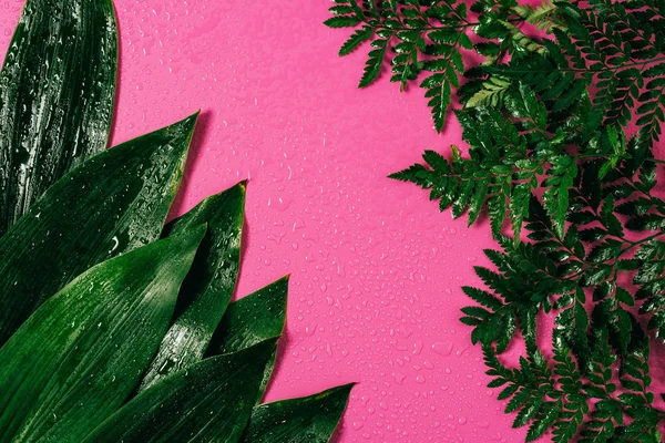 Vue de dessus des gouttes d'eau sur les feuilles vertes disposées sur fond rose — Photo de stock