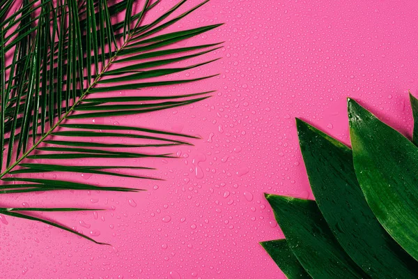 Vista dall'alto di gocce d'acqua su foglie verdi disposte su sfondo rosa — Foto stock