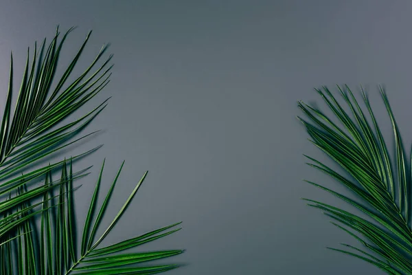 Vista dall'alto di foglie di palma verde disposte su sfondo grigio — Foto stock