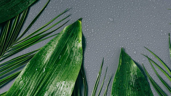Deitado plano com folhagem verde variada com gotas de água em fundo cinza — Fotografia de Stock