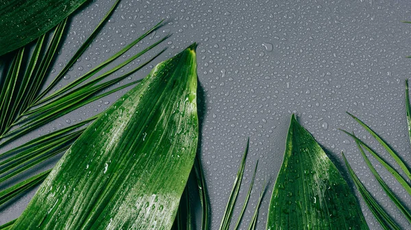 Posa piatta con fogliame verde assortito con gocce d'acqua su fondo grigio — Foto stock