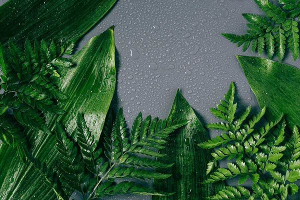 Flache Lage mit verschiedenem grünen Laub mit Wassertropfen auf grauem Hintergrund — Stockfoto
