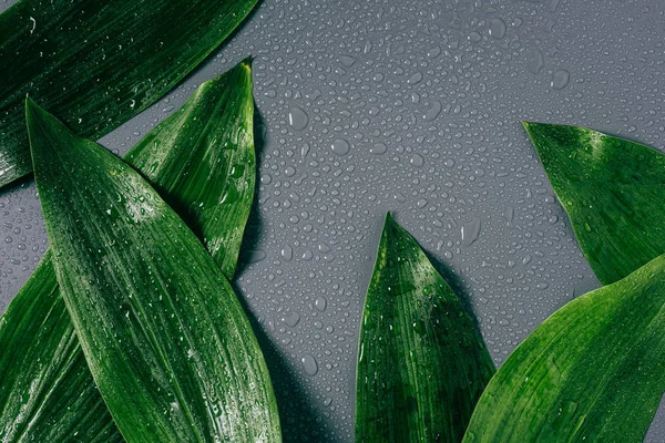Plano con follaje verde arreglado con gotas de agua sobre fondo gris — Stock Photo