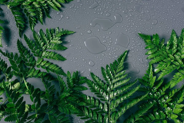 Flache Lage mit Anordnung grüner Farnpflanzen mit Wassertropfen auf grauem Hintergrund — Stockfoto