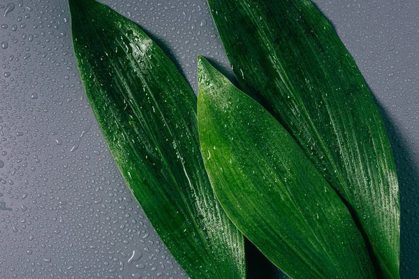 Deitado plano com folhas verdes dispostas com gotas de água em fundo cinza — Fotografia de Stock