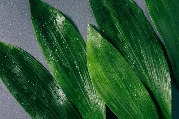 Flat lay with arranged green foliage with water drops on grey backdrop — Stock Photo