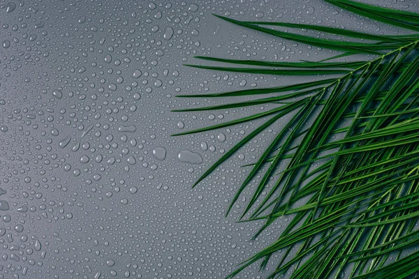 Plat posé avec des feuilles de palmier exotiques avec des gouttes d'eau disposées sur fond gris — Photo de stock