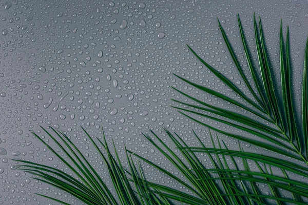 Plat posé avec des feuilles de palmier exotiques avec des gouttes d'eau disposées sur fond gris — Photo de stock