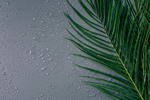 Posa piatta con foglie di palma esotiche con gocce d'acqua disposte su sfondo grigio — Foto stock