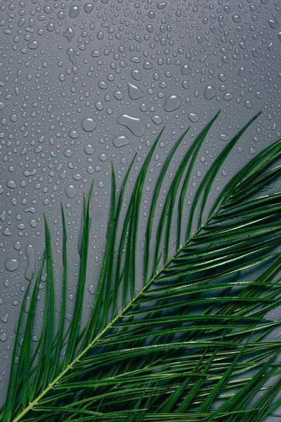 Tendido plano con hojas de palma exóticas con gotas de agua dispuestas sobre fondo gris - foto de stock