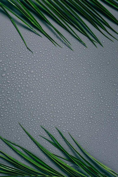 Vista superior de folhas de palma verde e gotas de água em fundo cinza — Fotografia de Stock
