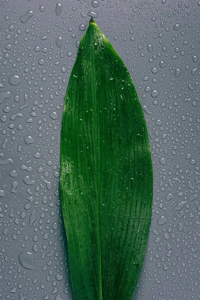 Top view of green leaf with water drops on grey background — Stock Photo