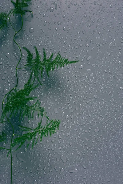 Вид зверху на зелену рослину папороті з краплями води на сірому фоні — стокове фото