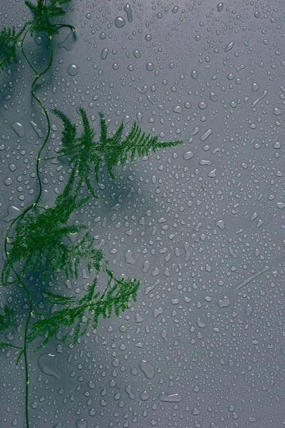 Vista superior de la planta de helecho verde con gotas de agua sobre fondo gris - foto de stock