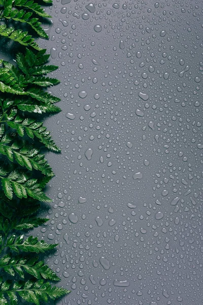 Pose plate avec arrangement de fougères vertes avec des gouttes d'eau sur fond gris — Photo de stock