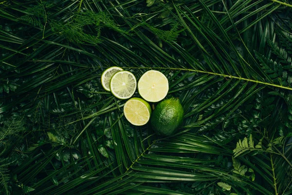 Vue de dessus des limes fraîches sur les feuilles de palmier vert — Photo de stock