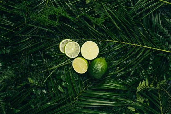 Vista superior de limas frescas sobre hojas de palma verde - foto de stock