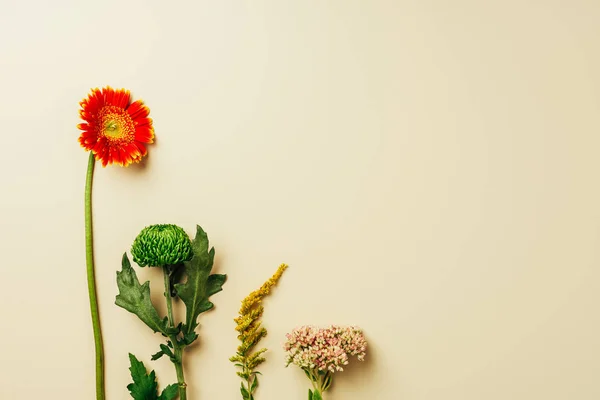 Vue de dessus de belles fleurs sauvages disposées sur fond beige — Photo de stock