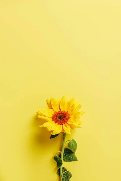 Vista superior de hermoso girasol sobre fondo amarillo - foto de stock