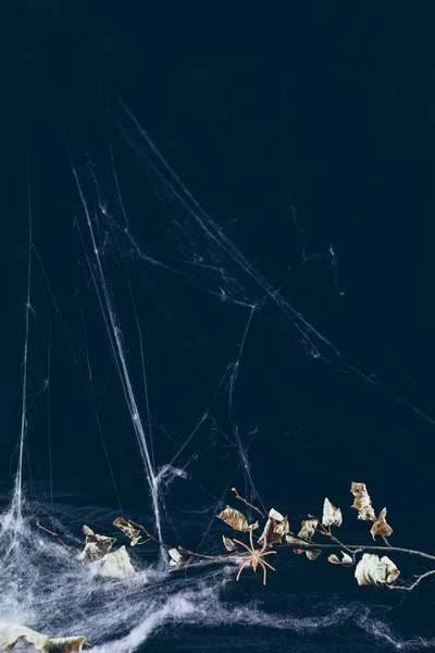 Dry branch in spider web in darkness, halloween background — Stock Photo
