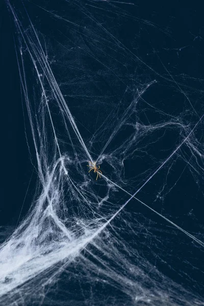 White web and spider in darkness, creepy halloween decor — Stock Photo