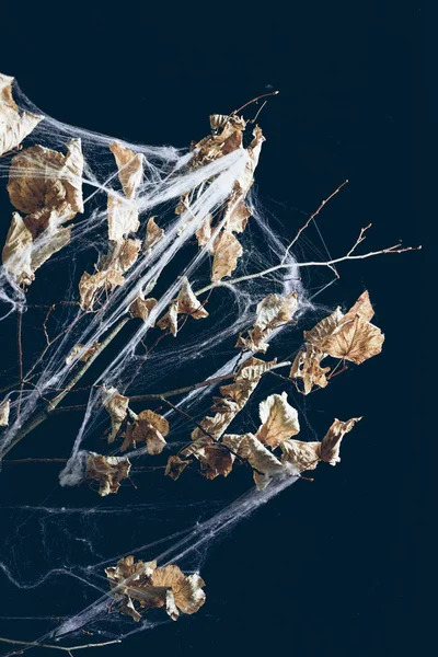 Dry branch with leaves in spider web in darkness, halloween decor — Stock Photo