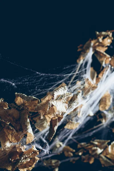 Сухая ветка с листьями в паутине в темноте, Хэллоуин фон — стоковое фото