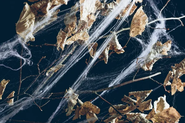 Dry branch with leaves in spider web in darkness, halloween texture — Stock Photo