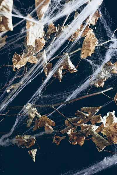 Dry branch with leaves in spider web on black, halloween decor — Stock Photo