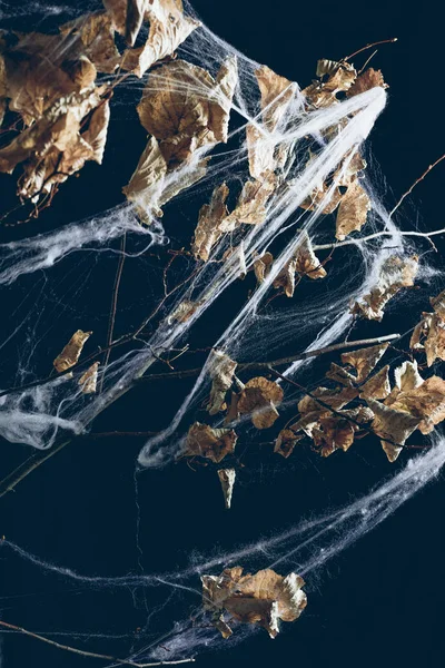 Creepy dry branch in spider web on black, halloween decor — Stock Photo