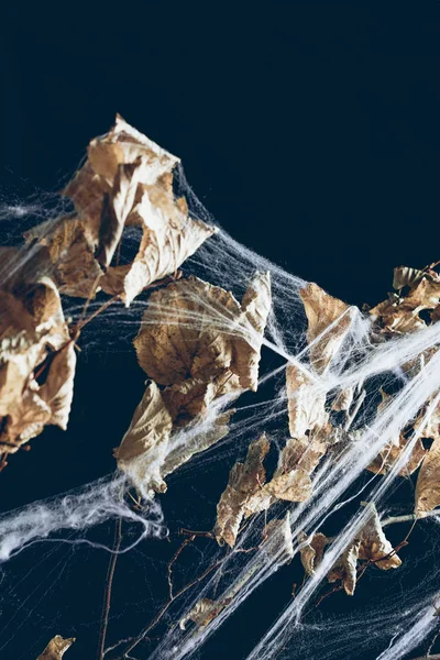 Effrayant branche sèche avec des feuilles dans la toile d'araignée sur le noir, décor d'Halloween — Photo de stock