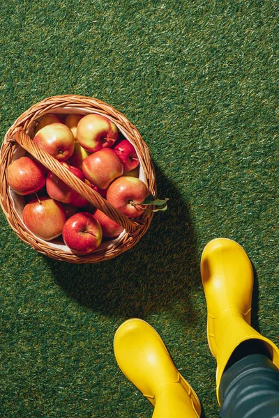 Personne en bottes en caoutchouc debout près du panier en osier avec des pommes rouges — Photo de stock