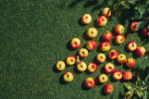 Vista superior de manzanas orgánicas sobre hierba verde - foto de stock