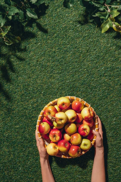 Cropped view of woman holding wooden bowl with apples on green grass with apple tree leaves — Stock Photo