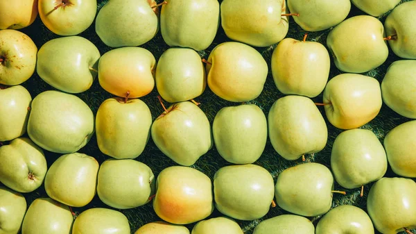 Sfondo con mele fresche verdi raccolte — Foto stock