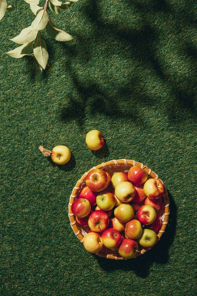 Organic apples in wicker bowl with apple tree leaves on green grass — Stock Photo