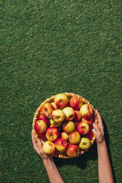 Cropped view of woman holding wooden bowl with apples on green grass background — Stock Photo