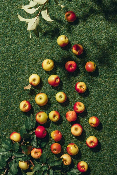 Top view of different apples and apple tree leaves on green grass — Stock Photo