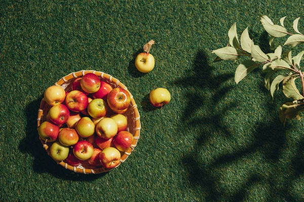 Delicious apples in wicker bowl with apple tree leaves on grass — Stock Photo