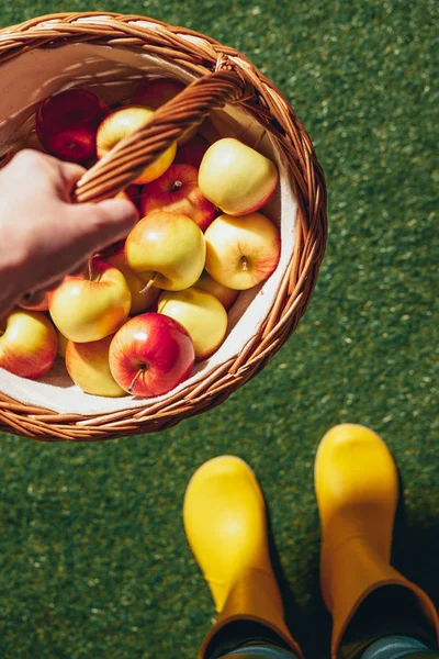 Vista cortada de pessoa em botas de borracha amarela segurando cesta de vime com maçãs — Fotografia de Stock