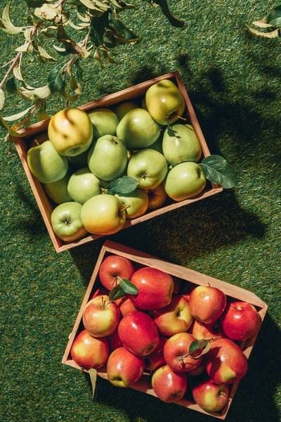 Top view of green and red apples in wooden boxes with apple tree leaves — Stock Photo