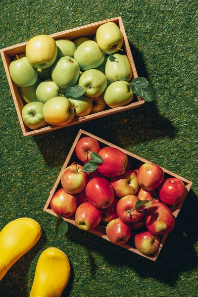 Vista recortada de la persona en botas de goma amarillas de pie cerca de dos cajas de madera con manzanas verdes y rojas - foto de stock