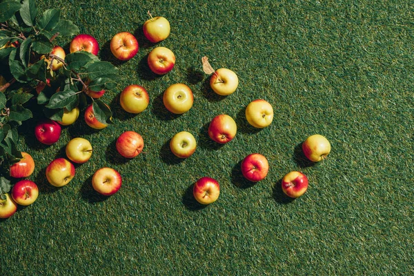 Top view of apples with apple tree leaves on green grass background — Stock Photo