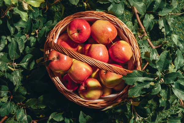 Red apples in wicker basket on apple tree leaves — Stock Photo