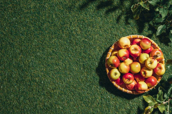 Mele fresche in cesto di vimini con foglie di melo su fondo erba — Foto stock