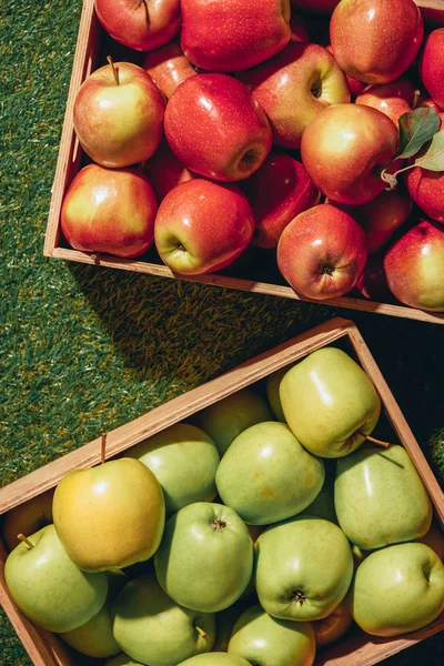 Верхний вид красных и зеленых яблок в деревянных коробках — стоковое фото