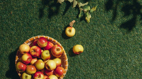 Organic apples in wicker basket with apple tree leaves an grass — Stock Photo