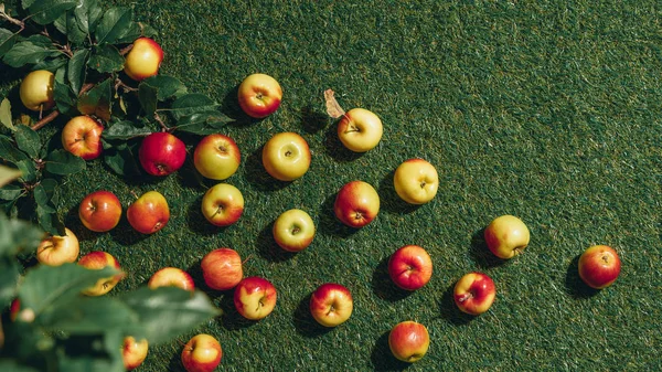 Top view of apples and apple tree leaves on green grass — Stock Photo