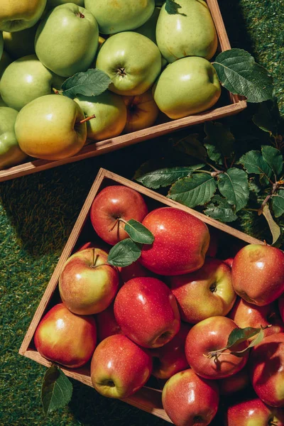 Green and red apples in wooden boxes with apple tree leaves — Stock Photo